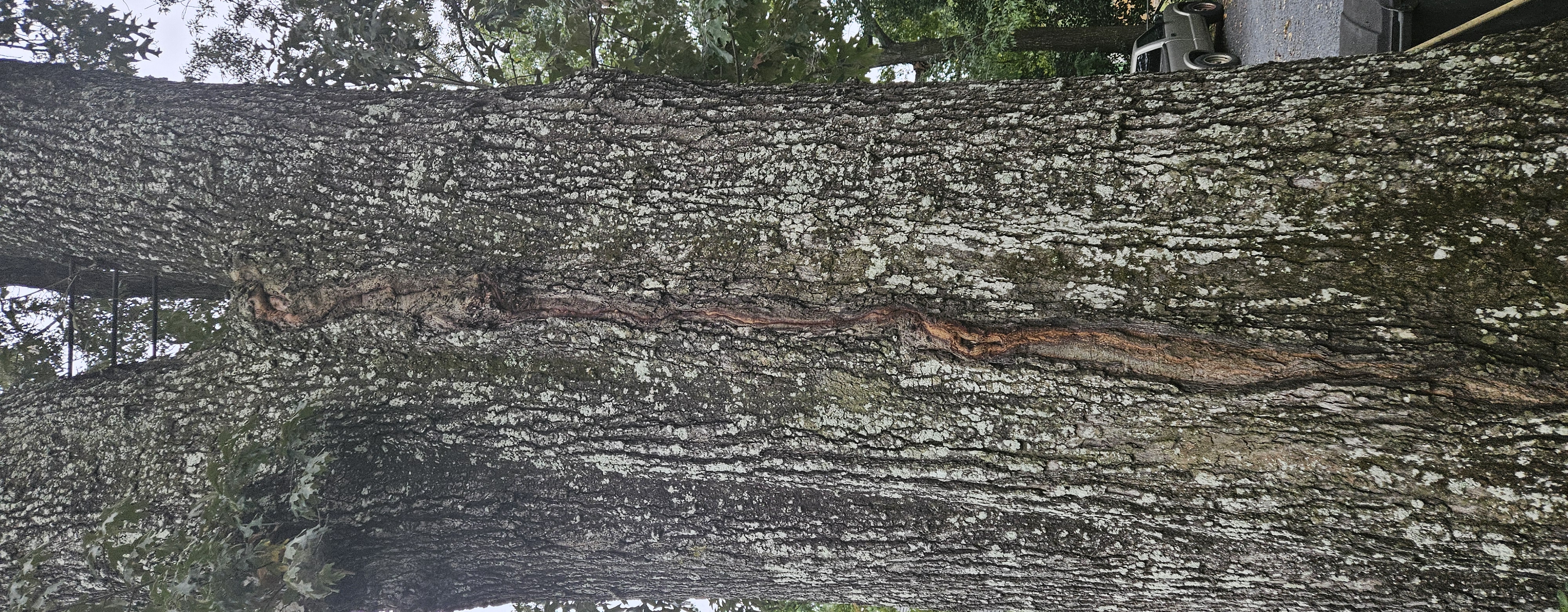 Professional tree health inspection